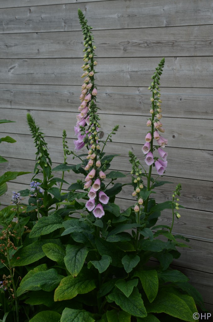 zadenruil-digitalis-purpurea