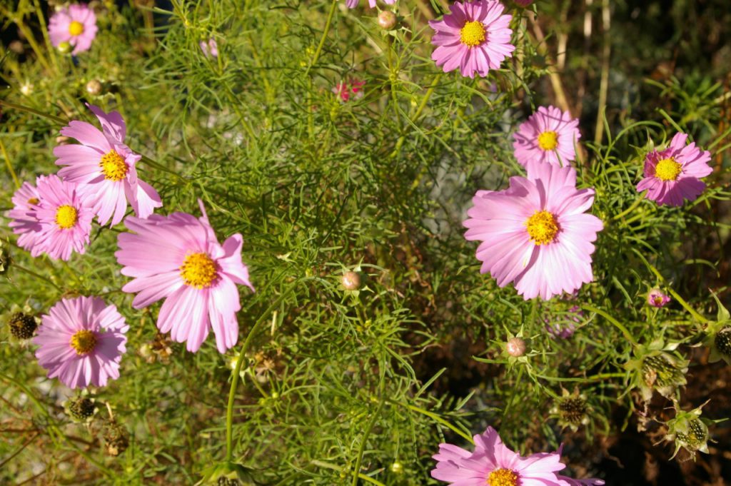 thumbnail_cosmea-imgp6348