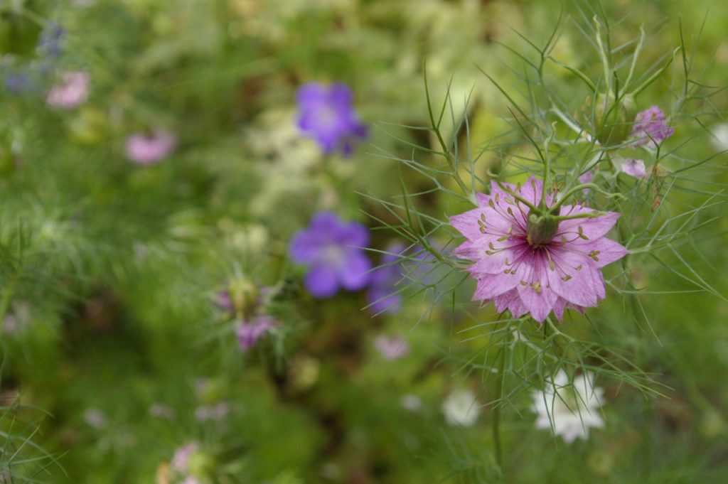 thumbnail_nigella-imgp4784